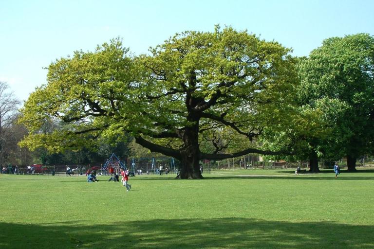 Oak tree in the park