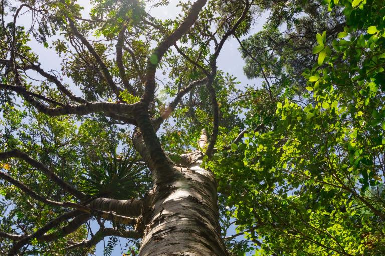 Tree view